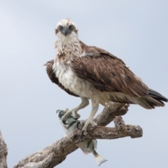 Pandion haliaetus (Osprey) at Cleveland, QLD - 25 Nov 2023 by TimL