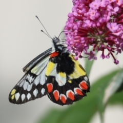 Delias aganippe (Spotted Jezebel) at Wodonga - 23 Dec 2023 by KylieWaldon