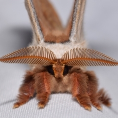 Opodiphthera eucalypti (Emperor Gum Moth) at QPRC LGA - 24 Dec 2023 by DianneClarke