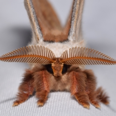 Opodiphthera eucalypti (Emperor Gum Moth) at QPRC LGA - 24 Dec 2023 by DianneClarke