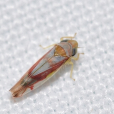 Katipo sp. (genus) (Leafhopper) at QPRC LGA - 24 Dec 2023 by DianneClarke