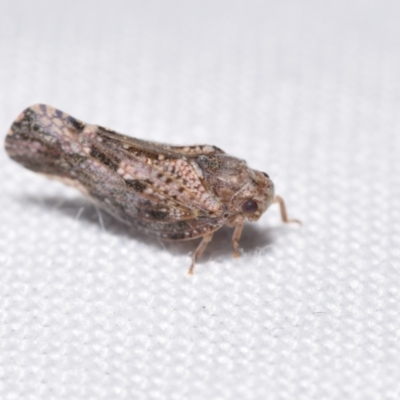 Massila sp. (genus) (Unidentified Massila planthopper) at QPRC LGA - 24 Dec 2023 by DianneClarke