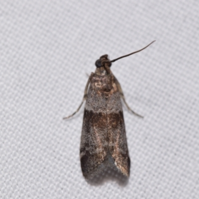 Phycitinae (subfamily) (A snout moth) at QPRC LGA - 24 Dec 2023 by DianneClarke