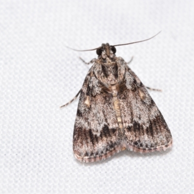 Spectrotrota fimbrialis (A Pyralid moth) at QPRC LGA - 24 Dec 2023 by DianneClarke