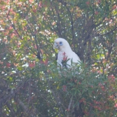 Cacatua sanguinea (Little Corella) at Jamberoo, NSW - 24 Dec 2023 by plants