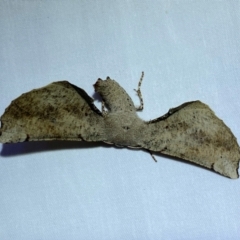 Circopetes obtusata (Grey Twisted Moth) at QPRC LGA - 24 Dec 2023 by SteveBorkowskis