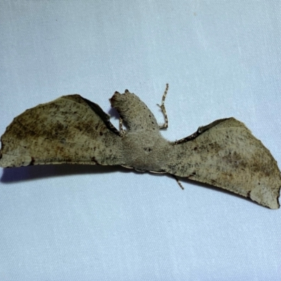 Circopetes obtusata (Grey Twisted Moth) at QPRC LGA - 24 Dec 2023 by SteveBorkowskis