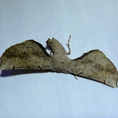 Circopetes obtusata (Grey Twisted Moth) at QPRC LGA - 25 Dec 2023 by SteveBorkowskis