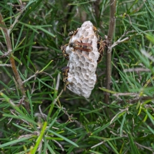 Polistes (Polistes) chinensis at Hackett, ACT - 25 Dec 2023