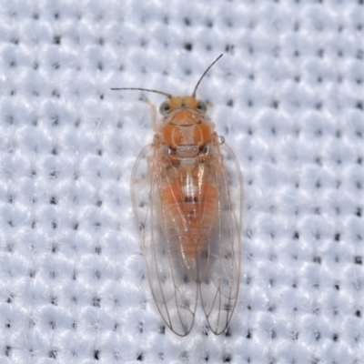 Psyllidae sp. (family) (Unidentified psyllid or lerp insect) at QPRC LGA - 22 Dec 2023 by DianneClarke