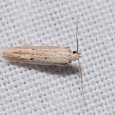 Batrachedra (genus) by DianneClarke