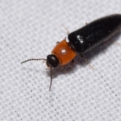 Elateridae sp. (family) (Unidentified click beetle) at QPRC LGA - 22 Dec 2023 by DianneClarke