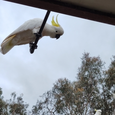 Cacatua galerita (Sulphur-crested Cockatoo) at Greenleigh, NSW - 24 Dec 2023 by LyndalT