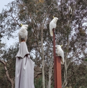 Cacatua galerita at QPRC LGA - 25 Dec 2023 07:24 AM