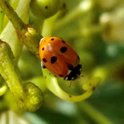 Hippodamia variegata (Spotted Amber Ladybird) at Wingecarribee Local Government Area - 8 Dec 2023 by GlossyGal