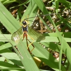 Trichomma sp. (genus) (Ichneumonid wasp) at Mongarlowe River - 24 Dec 2023 by arjay