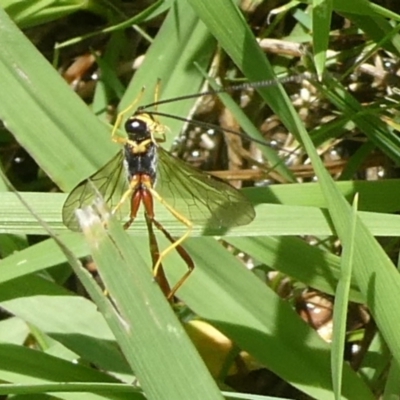 Trichomma sp. (genus) (Ichneumonid wasp) at QPRC LGA - 24 Dec 2023 by arjay