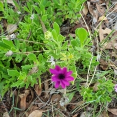 Dimorphotheca ecklonis (South African Daisy) at Blue Gum Point to Attunga Bay - 23 Dec 2023 by jpittock