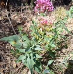 Centranthus ruber (Red Valerian, Kiss-me-quick, Jupiter's Beard) at Bruce Ridge - 17 Dec 2023 by jpittock