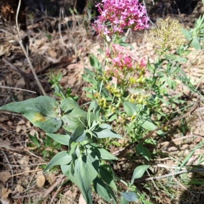 Centranthus ruber (Red Valerian, Kiss-me-quick, Jupiter's Beard) at Bruce Ridge - 17 Dec 2023 by jpittock