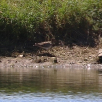 Gallinago hardwickii (Latham's Snipe) at Fyshwick Sewerage Treatment Plant - 22 Dec 2023 by RodDeb