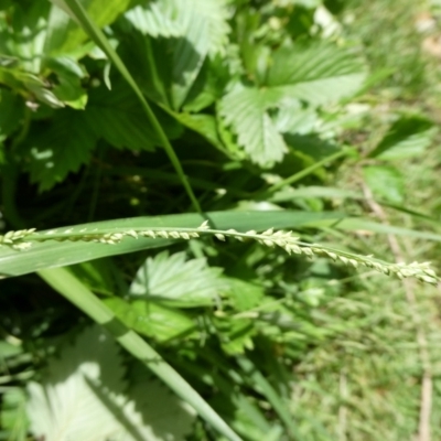 Paspalidium sp. at QPRC LGA - 24 Dec 2023 by arjay