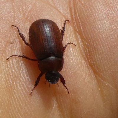 Sericesthis sp. (genus) by arjay