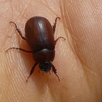 Sericesthis sp. (genus) at Mongarlowe River - 13 Dec 2023 by arjay