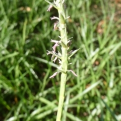 Hemarthria uncinata (Matgrass) at QPRC LGA - 16 Dec 2023 by arjay