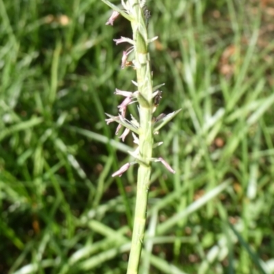 Hemarthria uncinata (Matgrass) at Mongarlowe River - 16 Dec 2023 by arjay