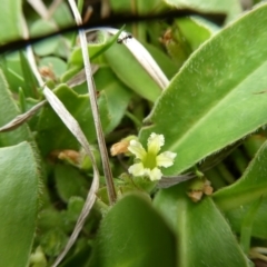 Goodenia montana (Mountain Velleia) at QPRC LGA - 2 Dec 2023 by arjay