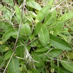 Goodenia montana at QPRC LGA - suppressed