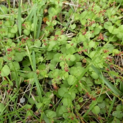 Gonocarpus micranthus subsp. micranthus (Creeping Raspwort) at Mongarlowe River - 2 Dec 2023 by arjay