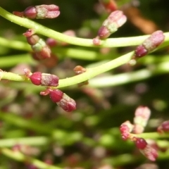 Gonocarpus micranthus subsp. micranthus at QPRC LGA - 2 Dec 2023