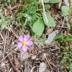 Spergularia rubra (Sandspurrey) at Rugosa - 25 Dec 2023 by SenexRugosus