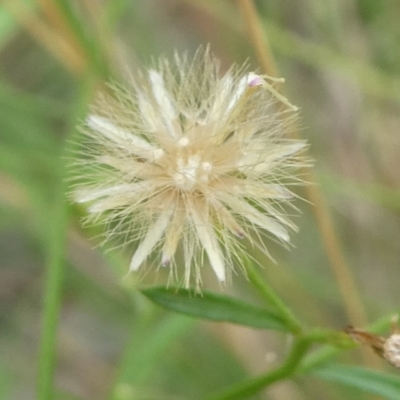 Unidentified Other Wildflower or Herb at Mongarlowe River - 3 Mar 2023 by arjay