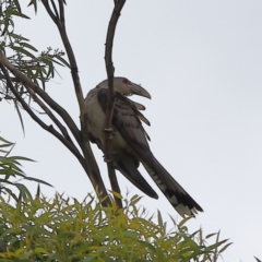 Scythrops novaehollandiae (Channel-billed Cuckoo) at Shoal Bay, NSW - 24 Dec 2023 by Trevor