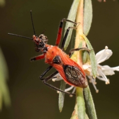 Gminatus australis (Orange assassin bug) at Bruce Ridge - 23 Dec 2023 by ConBoekel