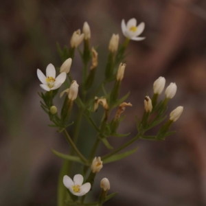 Centaurium sp. at Bruce Ridge - 23 Dec 2023 04:38 PM