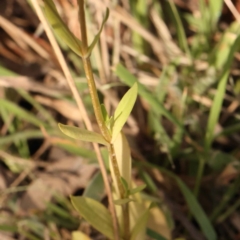 Centaurium sp. at Bruce Ridge - 23 Dec 2023 04:38 PM