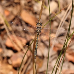 Hemicordulia tau (Tau Emerald) at Black Mountain - 22 Dec 2023 by ConBoekel