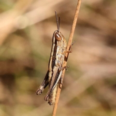 Macrotona australis (Common Macrotona Grasshopper) at Black Mountain - 22 Dec 2023 by ConBoekel