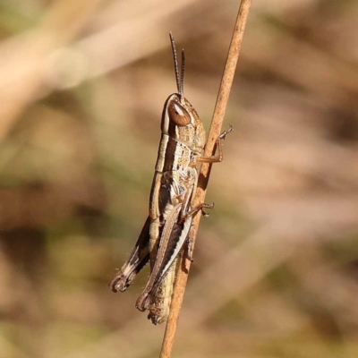 Macrotona australis (Common Macrotona Grasshopper) at Black Mountain - 22 Dec 2023 by ConBoekel