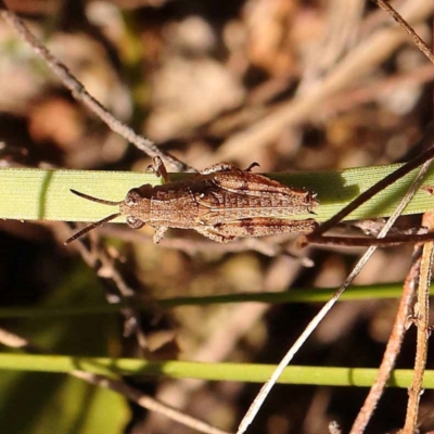 Phaulacridium vittatum (Wingless Grasshopper) at Point 60 - 22 Dec 2023 by ConBoekel