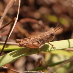 Phaulacridium vittatum at Undefined Area - 22 Dec 2023 11:03 AM