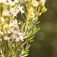 Kunzea ericoides at Bruce Ridge - 23 Dec 2023