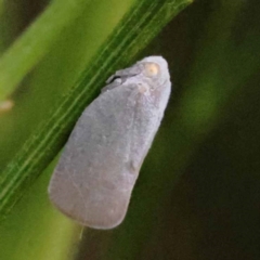 Anzora unicolor (Grey Planthopper) at O'Connor, ACT - 23 Dec 2023 by ConBoekel