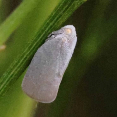 Anzora unicolor (Grey Planthopper) at O'Connor, ACT - 23 Dec 2023 by ConBoekel