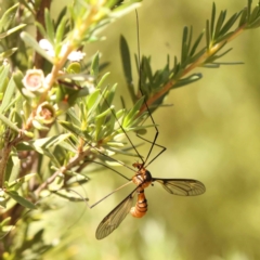 Leptotarsus (Leptotarsus) clavatus (A crane fly) at Acton, ACT - 22 Dec 2023 by ConBoekel