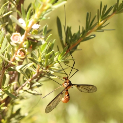 Leptotarsus (Leptotarsus) clavatus (A crane fly) at Acton, ACT - 22 Dec 2023 by ConBoekel